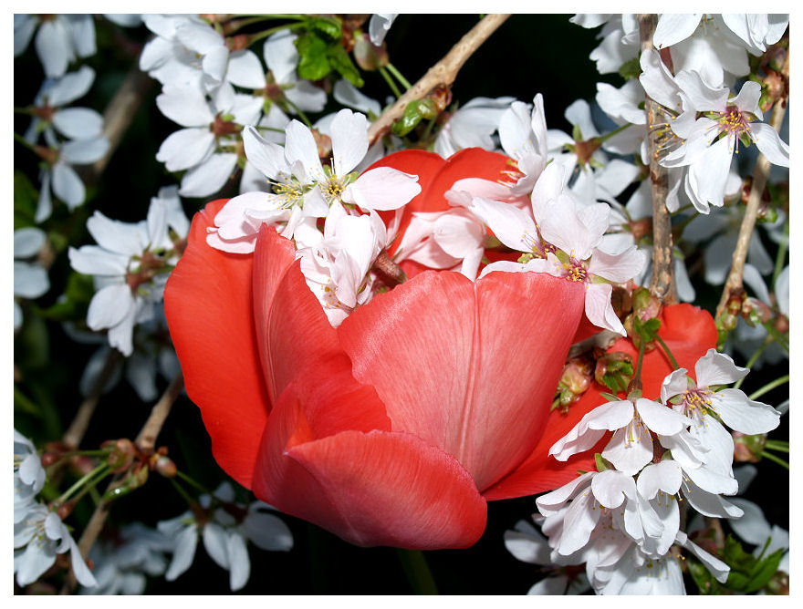 Spring 2007 (2)