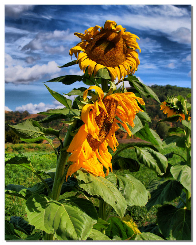 Sunflowre (HDR)