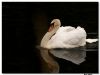 Swan by Barry Vreyens