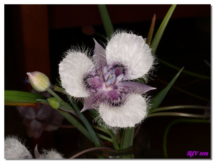 WildFlowers (1)