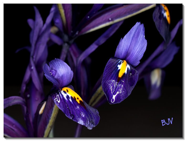 Wild Iris