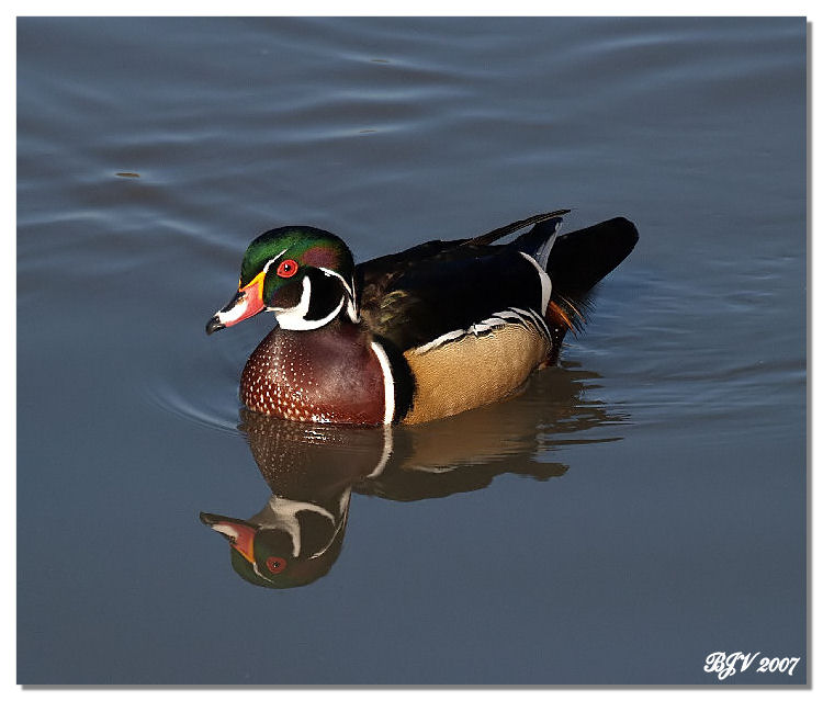 Wood Duck