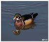 Wood Duck by Barry Vreyens