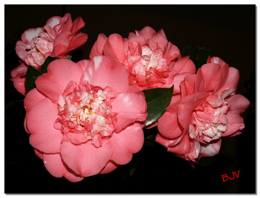 Camellia