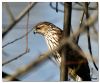 Cooper's Hawk