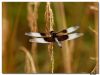 Dragonfly #2
