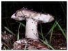 Edible Mushroom?? by Barry Vreyens
