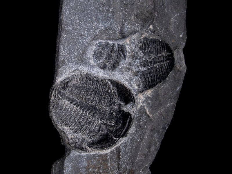 Fossil
