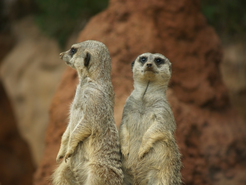 Meerkats