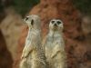 Meerkats by Scott F