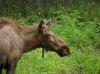 Moose 001 by Scott F