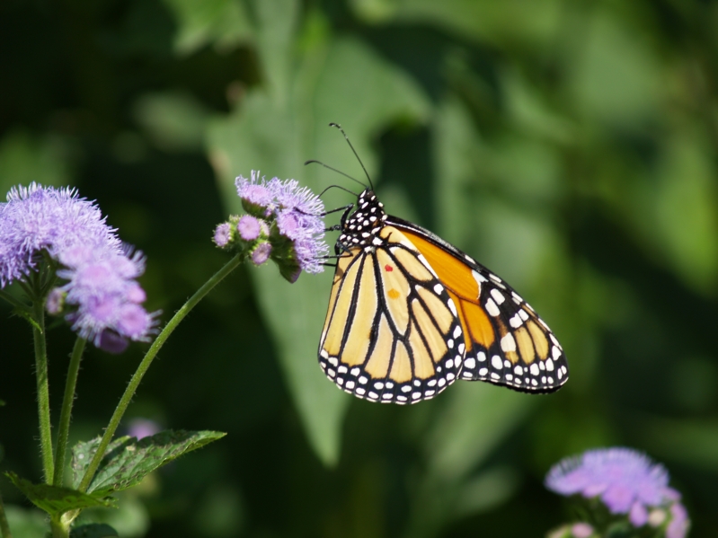 Monarch 001