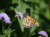 Monarch 001 by Scott F