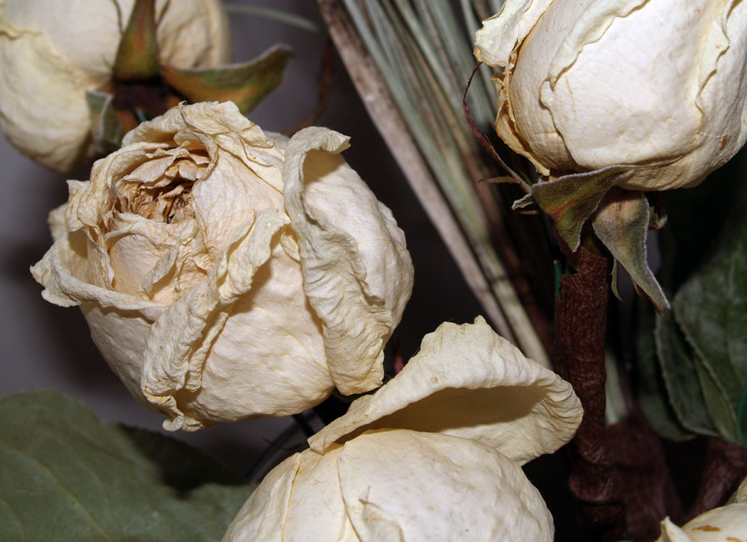 whitered roses