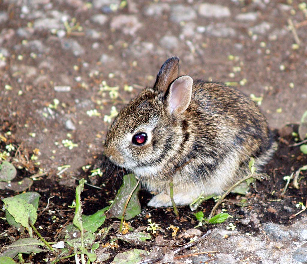 days old bunny