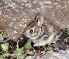 days old bunny