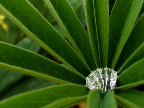 Jewel