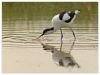 Avocet