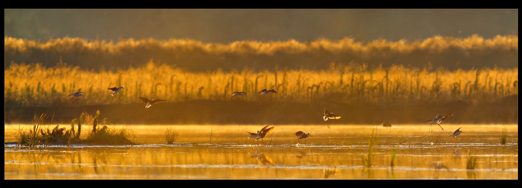 Arriving of Stilts