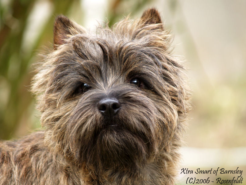 Barney - a cairn terrier