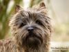 Barney - a cairn terrier