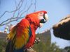 cockatoo