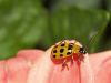 Yellowbug