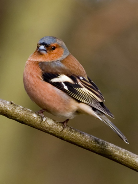 Chaffinch (2)