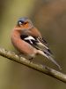 Chaffinch (2)