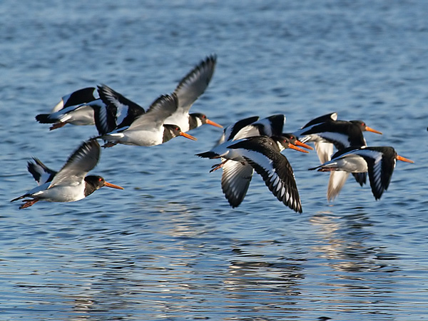 Oystercatchers (2)