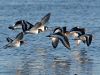 Oystercatchers (2)
