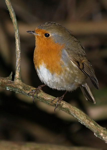 Robin