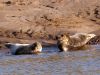 Seals on the Ythan by Peter French