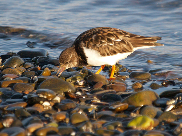 Turnstone 2