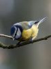 Blue Tit 2