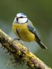 Blue Tit 3 (2)