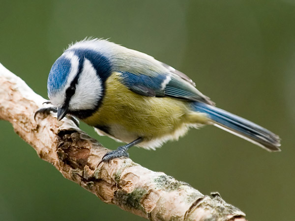 Blue Tit 4