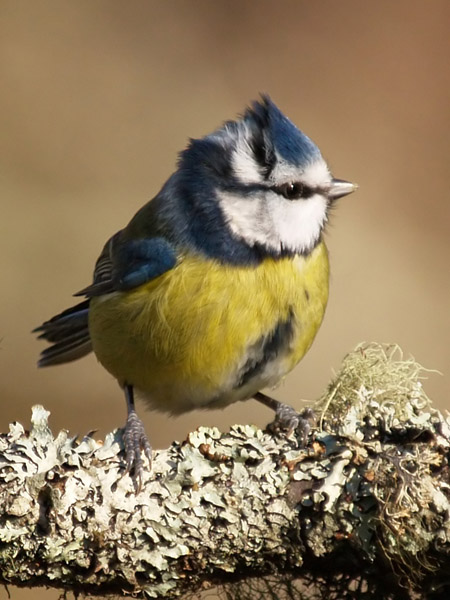 Blue Tit 3
