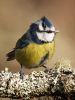 Blue Tit 3