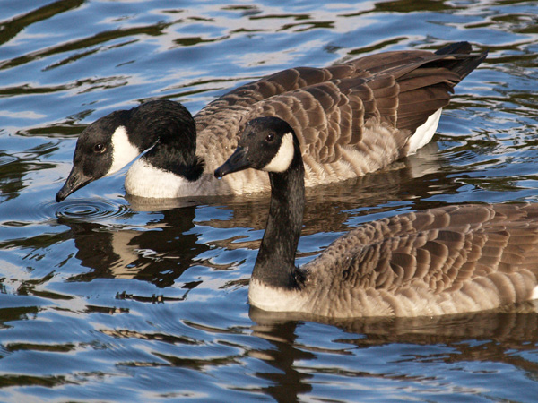 Canada Geese