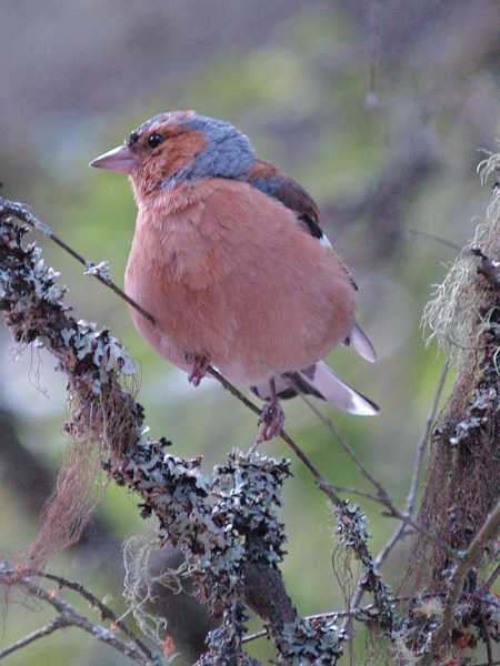 Chaffinch