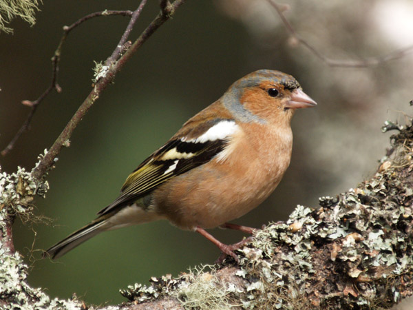 Chaffinch 4