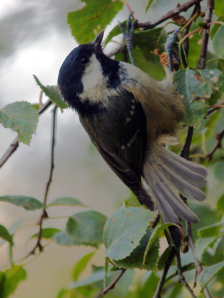 Coal Tit