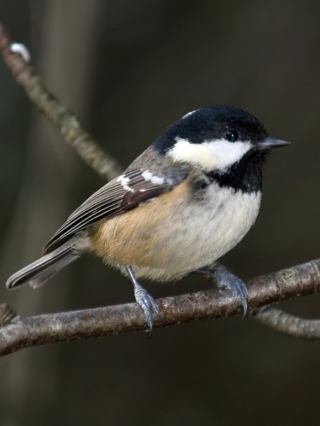 Coal Tit 4