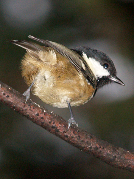 Coal Tit 2