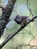 Crested Tit