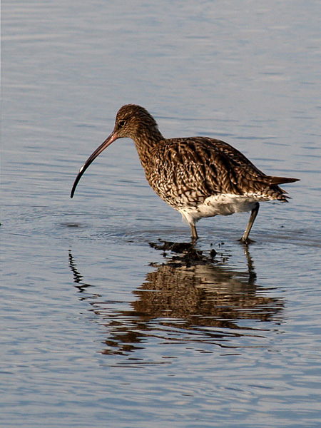 Curlew