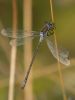 Damsel Fly