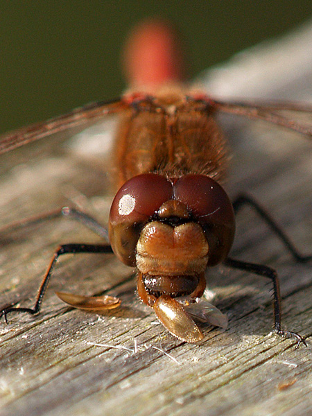 Dragonfly