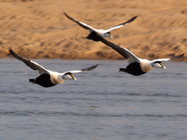 Eider Ducks in Flight